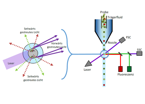 Prinzip der Durchflusszytometrie mit schematischem Aufbau des Messprinzips.