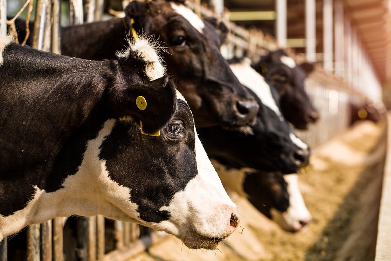 Intensive livestock farming causes fertiliser surplus