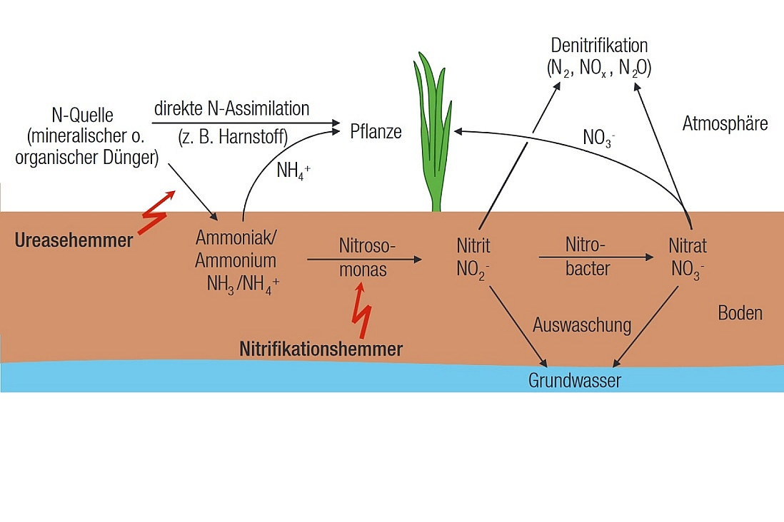 Grafik zum Mechanimsus, wie Nitrifikations- und Ureaseinhibitoren die Bildung von Nitrat im Boden hemmen