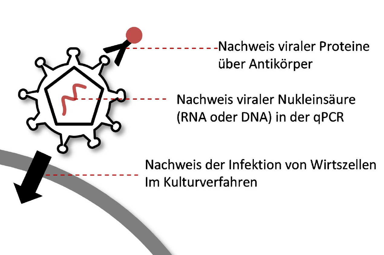 Mechanismus verschiedener Nachweisverfahren für Viren über Proteine, Nukleinsäure oder Infektion derWirtszellen, 