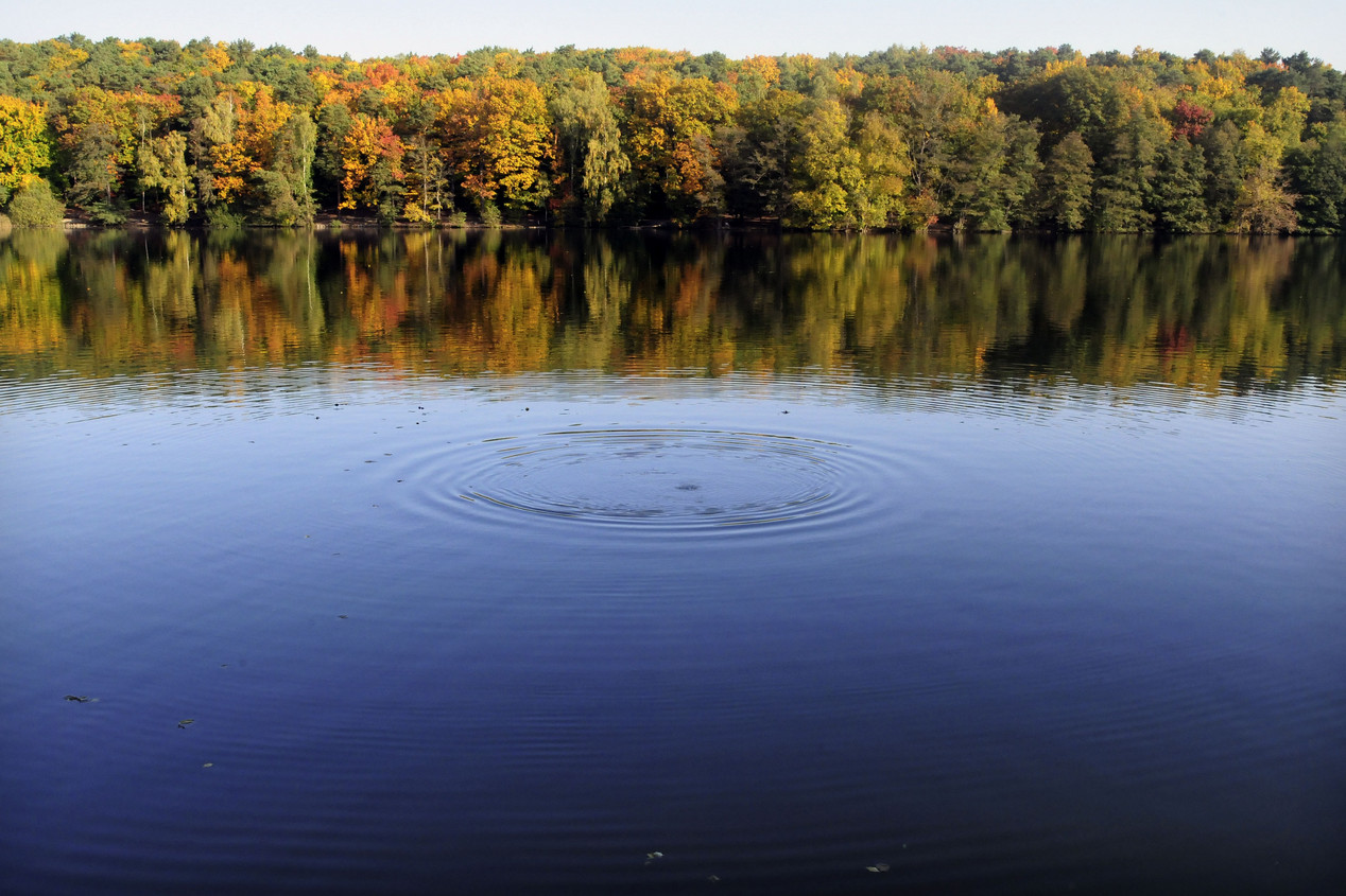 Blauer See, in dem sich am gegenüberliegenden Ufer Wald spiegelt