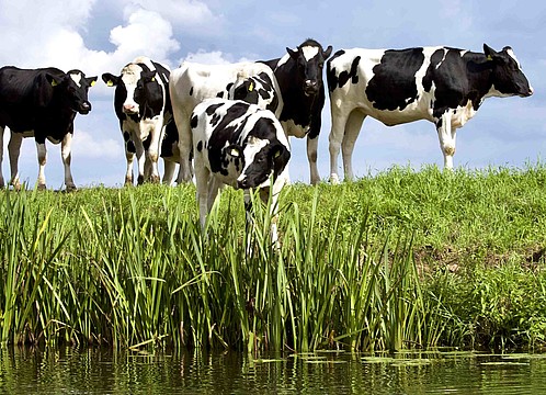 Kühe auf einer Wiese nahe eines Gewässers