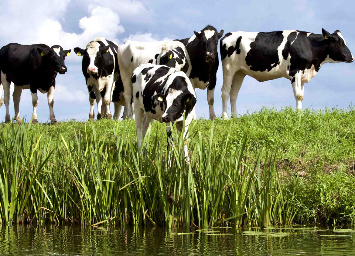 Kühe auf einer Wiese nahe eines Gewässers