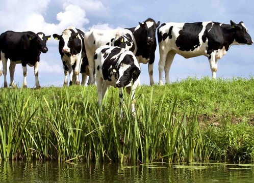 Kühe auf einer Wiese nahe eines Gewässers