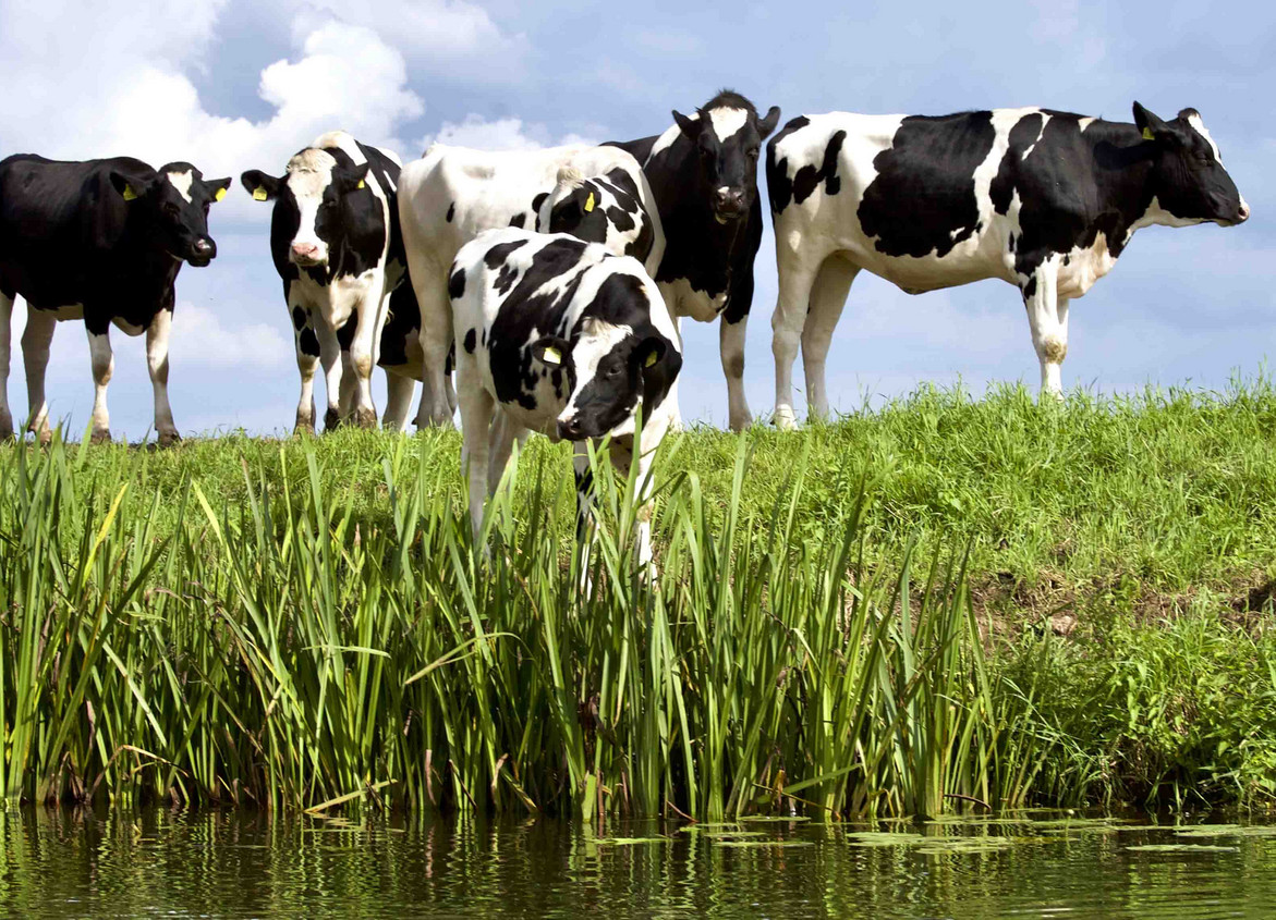 Kühe auf einer Wiese nahe eines Gewässers